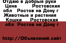 Отдаю в добрые руки . › Цена ­ 100 - Ростовская обл., Ростов-на-Дону г. Животные и растения » Кошки   . Ростовская обл.,Ростов-на-Дону г.